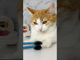Why is that???😾 #funny #cat #life #toothbrush