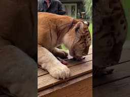 Thats one big Kitty Cat😳