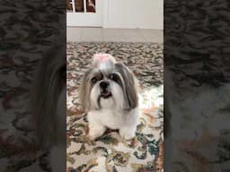 After Bath 🛁  Shenanigans: Shih Tzu Dog Wants Treats NOW! 🍖🤣 #shorts #shihtzu #dogtreats