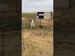 A dog and her deer 🦌 🐕