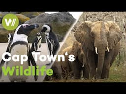 The Cape's animal kingdom: extraordinary wildlife between coast and Table Mountain