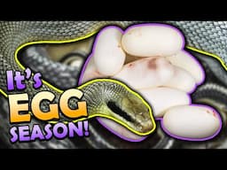 Our Blue Beauties & False Water Cobra Laid Eggs!!