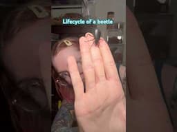 The lifecycle of a beetle! #beetle #beetles #bug #bugs #insects #lifecycle #larve #pupa