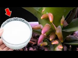 Just Pour 1 Cup! Orchid Roots, Leaves And Flowers Bloom 900% More!