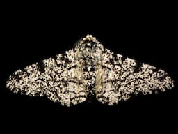What Role Does Math Play in Evolutionary Biology?