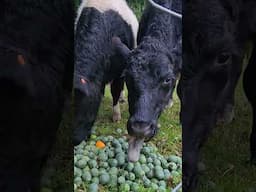 Nothing but the sound of cows enjoying their feijoas
