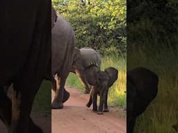 Playful Baby Elephant Faces Game Viewer with Classic Mock Charge in Kruger Park. #safari #nature