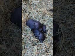 New LIFE on my High Desert Homestead #piglets #homesteader #offgridliving #sunshine