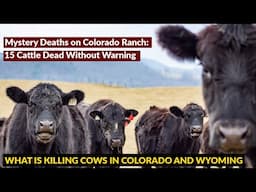 Unexplained Cattle Deaths Sweep Wyoming and Colorado – No One Has Answers