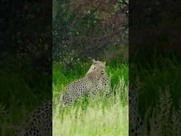 Baby leopard and mother playing #kgalagadi #nature #leopard #wildlife #africansafari