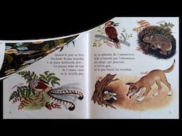 Nours et Pluche, les petits koalas (album)