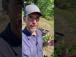 My Cheap Seed Starting Setup Is Easy To Do