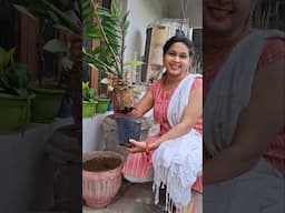 Repotting of my ZZ Plant  #repotting #zzplant #lipshaworld #fertilizer #trendingshorts #shortsviral