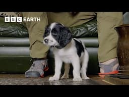 Mountain Rescue Puppy Gets to Know New Pad | Wonderful World of Puppies | BBC Earth Kids