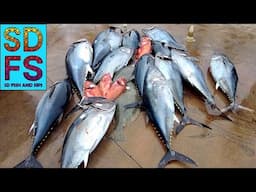 SAN DIEGO SPORTFISHING REPORT | Pacific Queen BLUEFIN TUNA | Long Range Yellowtail Yellowfin Wahoo