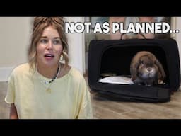 Bunny Vacation GONE WRONG 🐰🌴