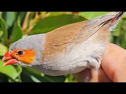 How to indentify monomorphic finch species