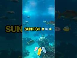 SUN FISH ☀️🐟🐠