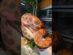 Bowie 🥰💕✨ #brazilianrainbowboa #epicratescenchriacenchria #snakes #reptiles