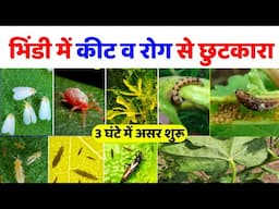 भिंडी के कीट और रोग जड़ से खत्म✅ Bhindi me keet & Rog niyantaran🌱ladyfinger disease control in hindi