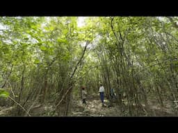 The Incredible Power of Forests: Maya Forest