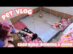 how to build a HUGE guinea pig cage for UNDER $50!