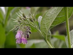 Eating Comfrey Plants: A Complicated Traditional Food