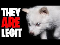 These ARE Dire Wolves, Here's Why!