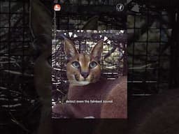 The secret life of Cape Town’s caracals