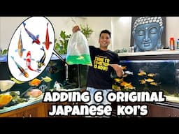 *Bought 6 Rare Japanese Koi Fish for My Collection* | Kujaku, Doitsu, Kabuto, Ginrin & More!