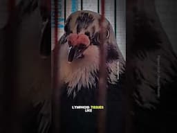 CIRCOVIRUS -  Circo virus is an infectious transmittable virus from one bird to another