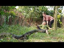 Harvesting 20kg Giant Chicken & Selling at Market! - Building a Komodo Dragon Trap | Amy Daily Life