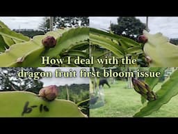 We've got buds but no pollen | Growing Dragon Fruit at Home