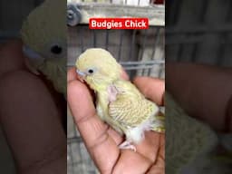 Australian parrots Chick (Kiki se Bahir) #breedingpair #birds #australianparrots #arhambirdsplanet