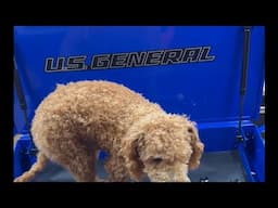 US General Toolbox Assembly #harborfreight #shorts