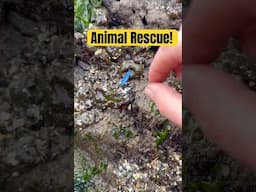 Rescuing a Cute Squishy Sea Animal! #shorts #animals #nature