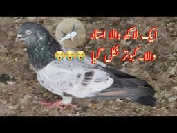 Kabotar joro wala nikal giya 1 lakh ka kabotar tha😭😭