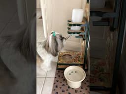 Never Seen a Shih Tzu Drink Like This? 💦 Dog’s Hamster Impression 🐹😊 #shorts #shihtzu