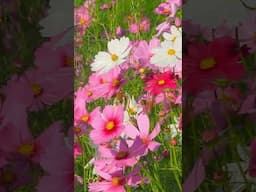 Fast Growing Flowers That Bloom Quickly | Instant Garden Color