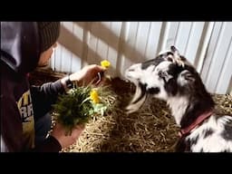 Goat Recovery: Cookie Update VLOG #4