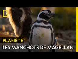 Les manchots de Magellan sont de véritables explorateurs