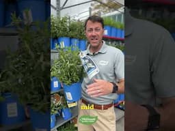 This Virginia Native Perennial is the Winner