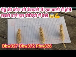 गेहू की कौन सी वैरायटी में एक बाली में होगे सबसे ज़्यादा दाने DBW 327 DBW 372 PBW 826