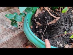 Como plantar gabiroba do cerrado em vaso plantio dia 15 05 2022