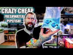 UNBOXING MORE CRAZY WEIRD AQUARIUM FISH! Pauls Aquariums