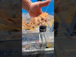 New fish shipment is 🔥🔥
