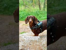 When My Dachshund Enters and Even the Flowers Can’t Handle It 😂🌸