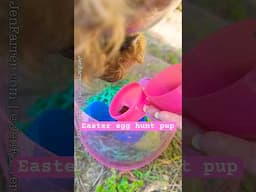 Happy Easter 🐰 Hunt Eggs With Pharaby 🤗