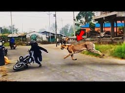 Wild Animals Invading Cities Caught On Camera!