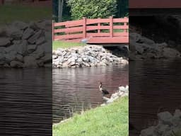 It’s Baby Animal Season #nature #spring